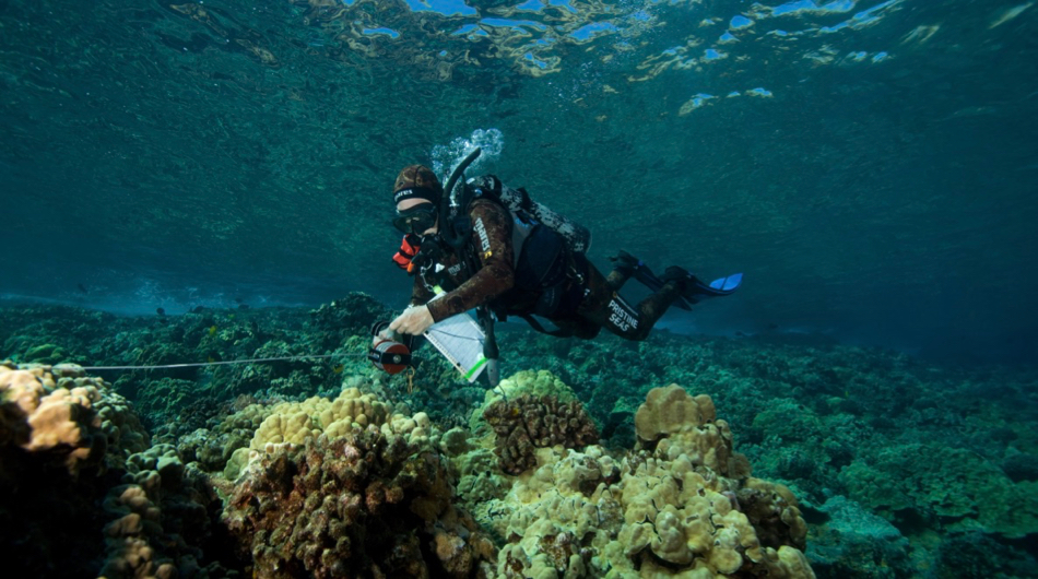 Dr. Alan Friedlander monitors fishes within Molokini’s submerged crater during Hawaii’s COVID lockdown. Comparing these data with those from similar pre- and post-lockdown surveys allowed the researchers to detect differences in fish community structure caused by human presence. © K. Weng/VIMS.