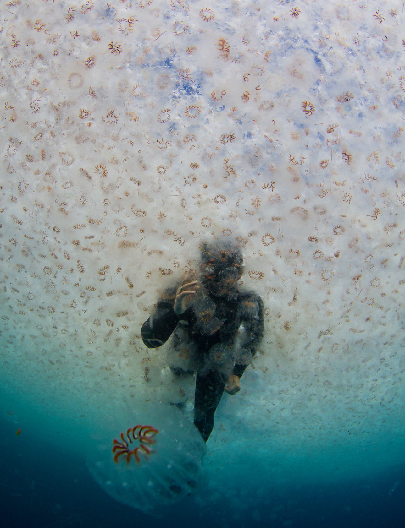 A snorkeler swims through a salp bloom off the coast of New Zealand. Salps resemble jellyfish but are more closely related to humans. VIMS-led research reveals they play an outsized role in the ocean’s biological carbon pump. Credit: Paul Caiger. © CC BY NC ND.