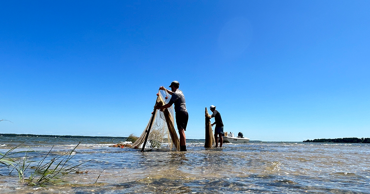 An “off” year for juvenile striped bass in Virginia waters for 2023