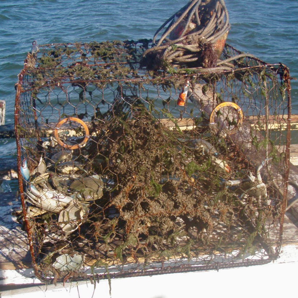 A derelict crab trap holds several blue crabs, which will be unable to contribute to either the future crab population or a watermen's bottom line. © K. Havens/VIMS.