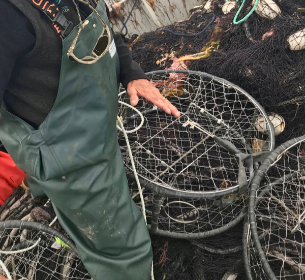 Circular traps like these are used to harvest Dungeness crabs from the waters of Alaska and other U.S. West Coast states. Photo courtesy of Sitka Sound Science Center.
