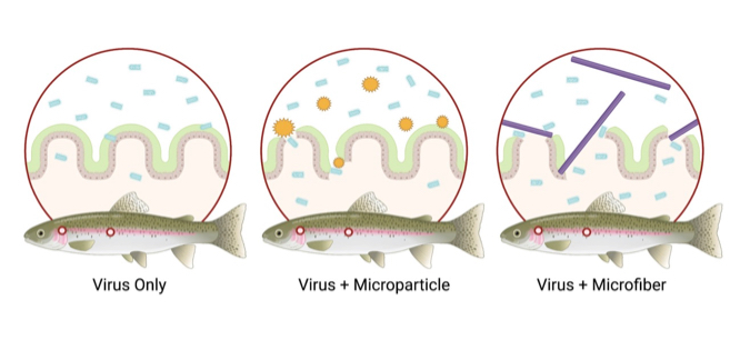When exposed to the virus only (blue particles in left-hand panel), the barrier formed by the intact lining of the gill and gut may block some virus from penetrating the tissues. When exposed to small microparticles derived from polystyrene or {em}Spartina{/em} marsh grass (orange “suns” in center panel) and then virus, the barrier may be physically damaged, allowing more virus to enter and causing an inflammatory response. Damage appeared to be greatest for nylon microfibers (purple rods in right panel), which are larger and may be more likely to become trapped in and damage the barrier. This may allow greater viral entry and generate stress in the fish, ultimately increasing viral virulence. Illustration not to scale. © Dr. Meredith Seeley/VIMS.