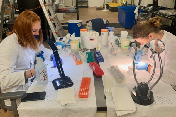 Lab technician Gaelan Verry (L) and recent PhD graduate Meredith Evans Seeley examine rainbow trout for indications of viral infection and microparticle impacts in the Seawater Research Lab at VIMS. © Barb Rutan/VIMS.