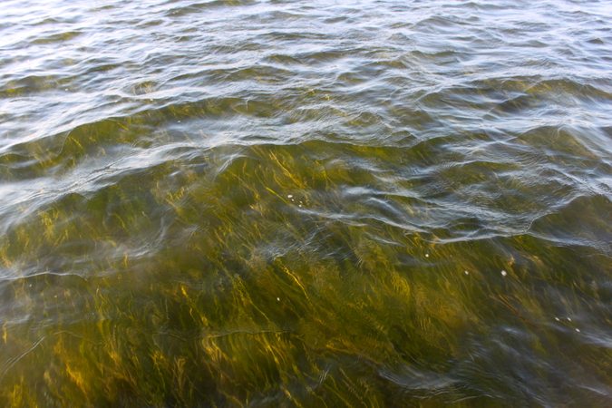 Eelgrasses and other species of submerged aquatic vegetation do best when clear water allows sunlight to penetrate into the water column. © D. Malmquist/VIMS.