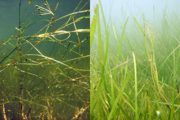 Widgeongrass (L) has replaced eelgrass (R) as the dominant seagrass species in Chesapeake Bay. 