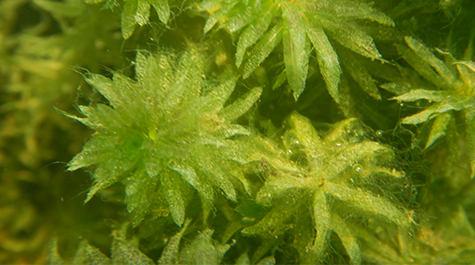 Hydrilla (or Waterthymes)