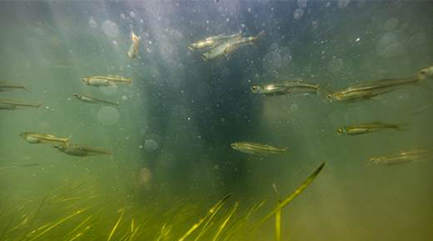 Fish swimming in seagrass