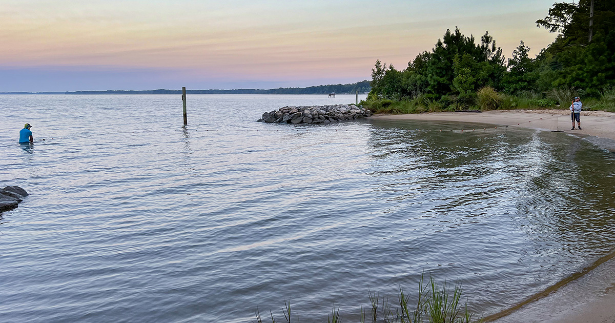 Study suggests decline in striped bass nursery habitat in the