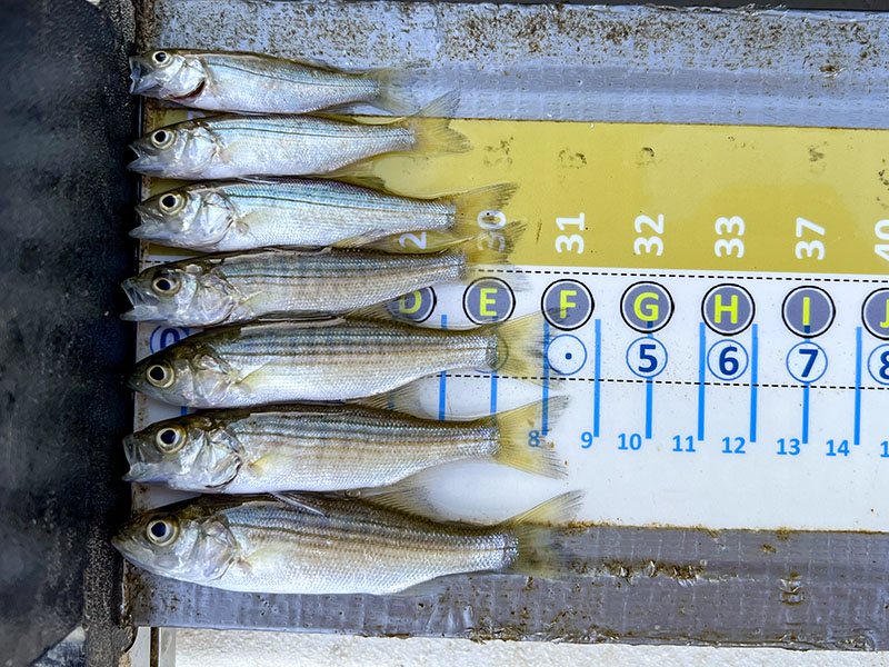 Captured fish are counted, measured and returned alive to the river. Photo by Jack Buchanan. 