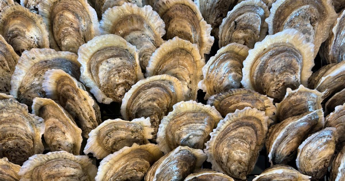 Freshly cleaned oyster broodstock. Photo by Lauren Gregg.