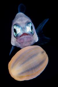 A juvenile pomfret approaches an anemone. Photo by Fabien Michenet.