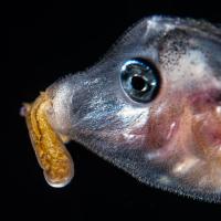 Juvenile filefish carrying a palythoa larva in its mouth. Photo by Rich Collins.