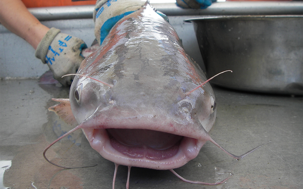 Batten School & VIMS researchers are involved in a variety of collaborative initiatives developing innovative solutions to the invasive blue catfish. Photo provided by Mary Fabrizio.