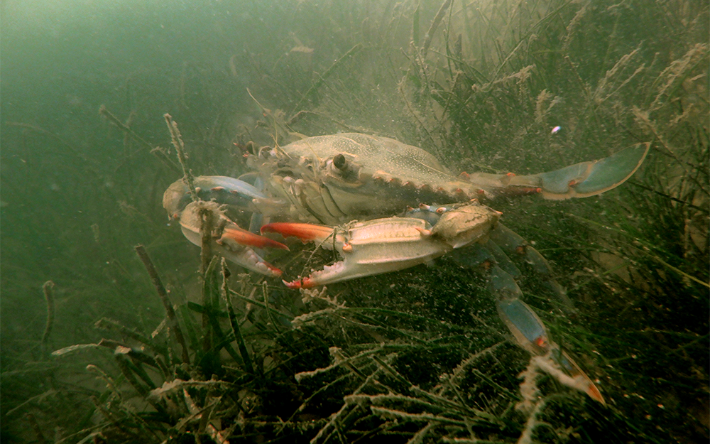 Chesapeake Bay Blue Crab. Photo by Alyson Hall.