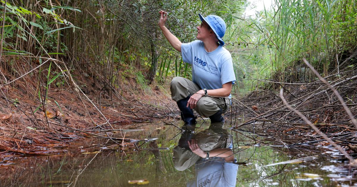 Scientist Chelsea Clifford explores a ditch near Woodville Park in Gloucester, VA. Photo by John Wallace