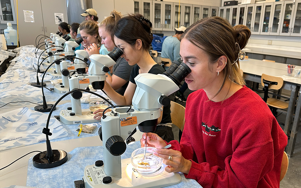 Alongside her peers, new Batten School graduate student Claire Curran examines live specimens under a microscope. Photo by Ethan Smith.