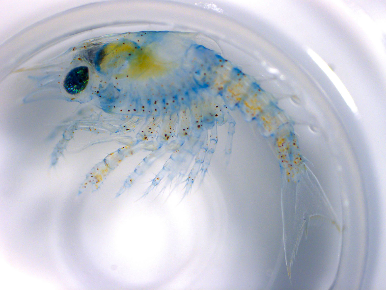 American lobster larvae viewed through a microscope. Photo by Abigail Sisti. 