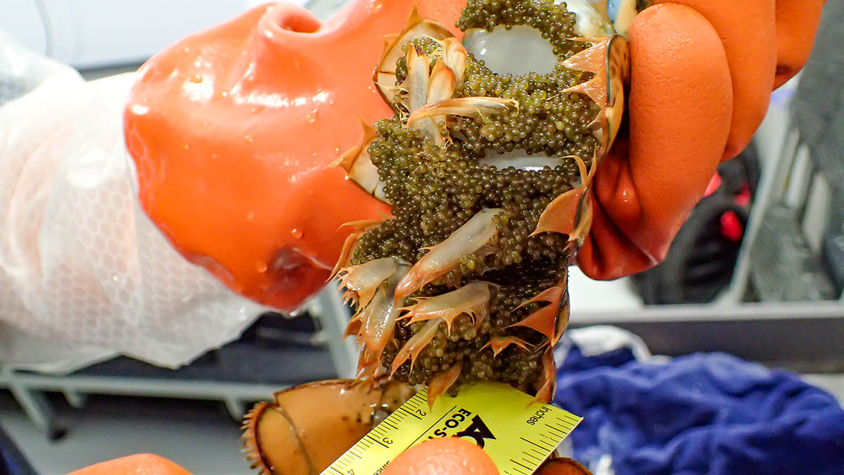 A researcher inspects a clutch of fertilized eggs, which are carried externally under the lobster’s tail for several months until they hatch into larvae. Photo by Virginia Sea Grant.