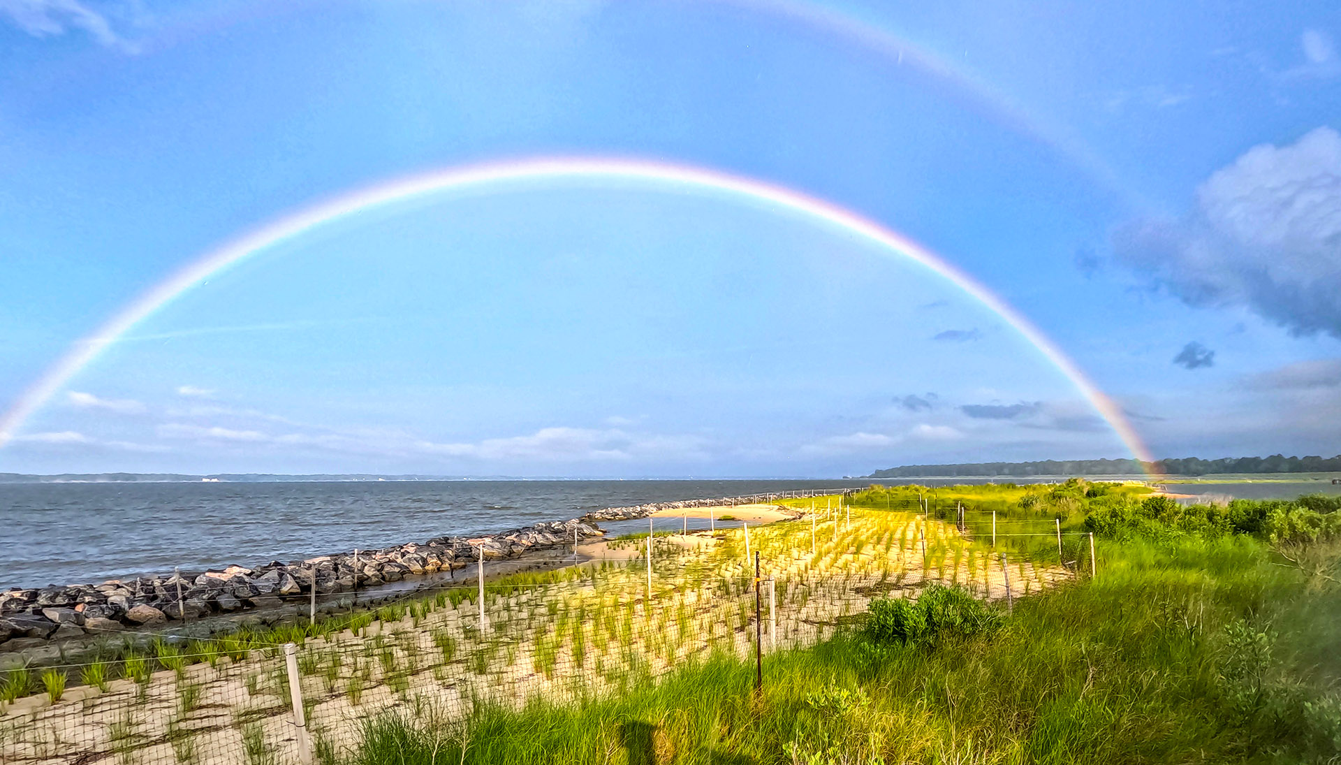 Newly planted marsh vegetation on Penniman Spit, which was saved from eroding into the York River so it can continue to protect the naval base and the ecosystem in Kings Creek. Photo by Donna Milligan. 