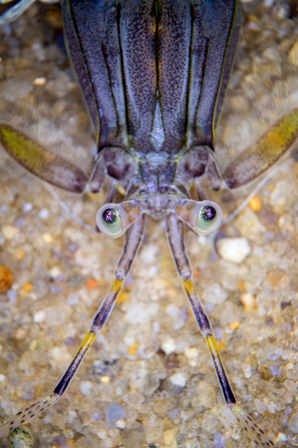 The 2025 grand prize was awarded to marine ecology researcher Phillip Baker for his photo, "Mantis Shrimp."