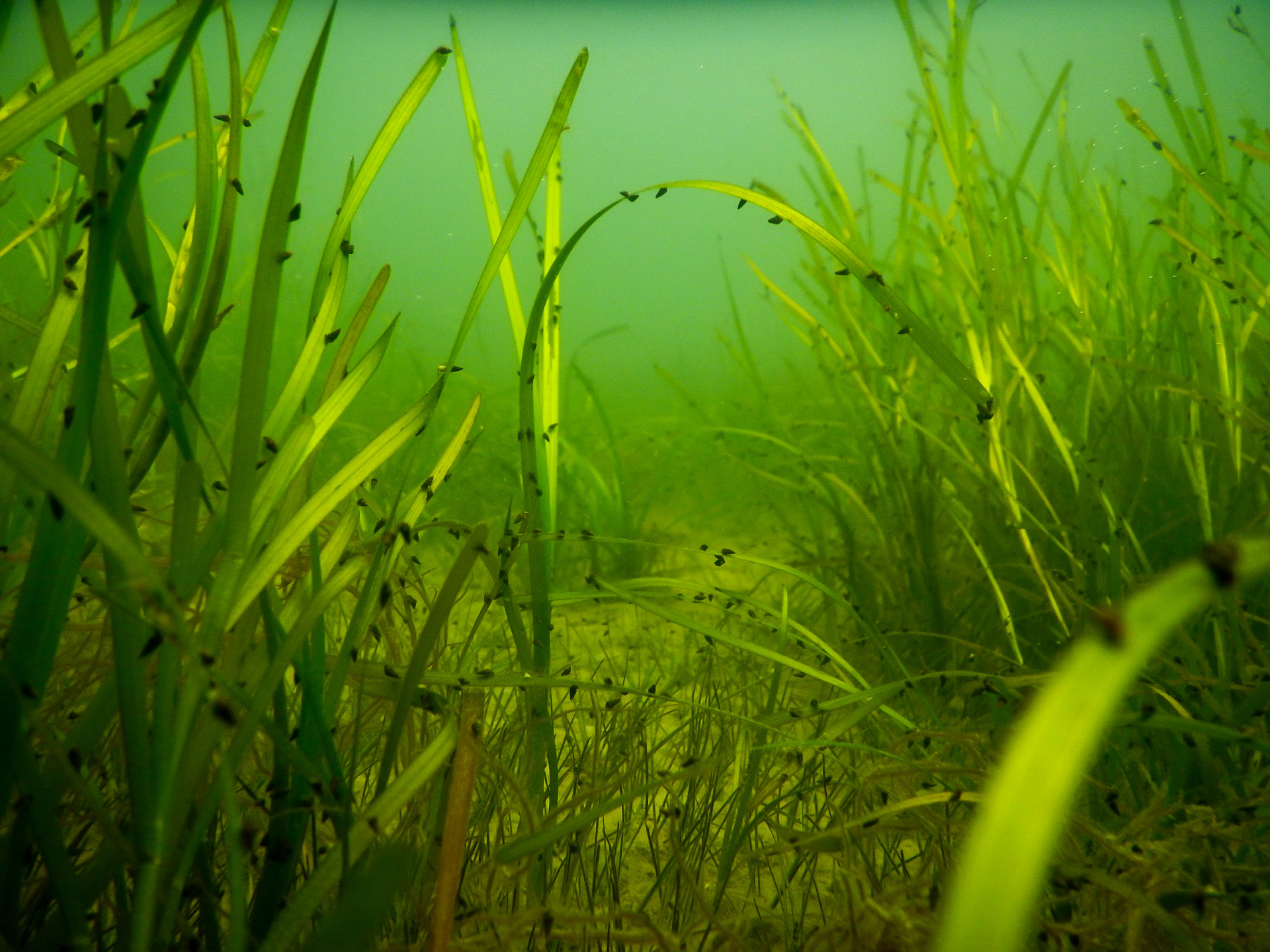 Seagrasses in the Chesapeake Bay provide foundational structure impacting biodiversity, food webs and ecosystem processes. Photo by Frederick Corey Holbert 
