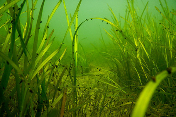 sav-biomass-thumbnail