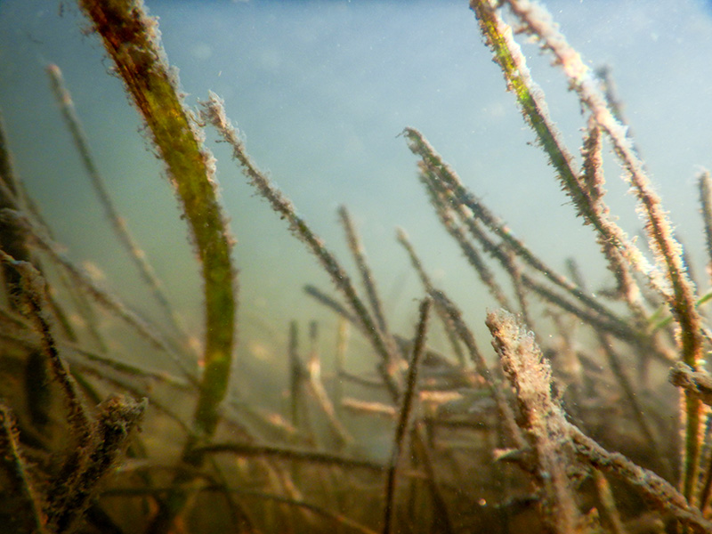 Sunlight shining through eelgrass covered in epiphytes. Clear water allows sunlight to reach SAV at deeper depths, which is why water quality is so important to SAV restoration and recovery. Photo by Alyson Hall