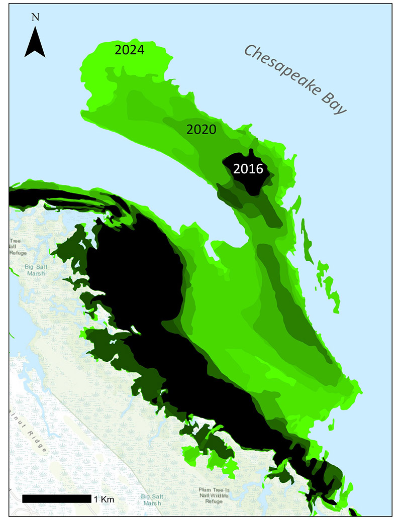 The expansion of seagrass in the area around Poquoson Flats is a prime example of the strong, sustained growth of SAV observed in the lower Bay, as demonstrated by this map showing the growth over the past decade. 