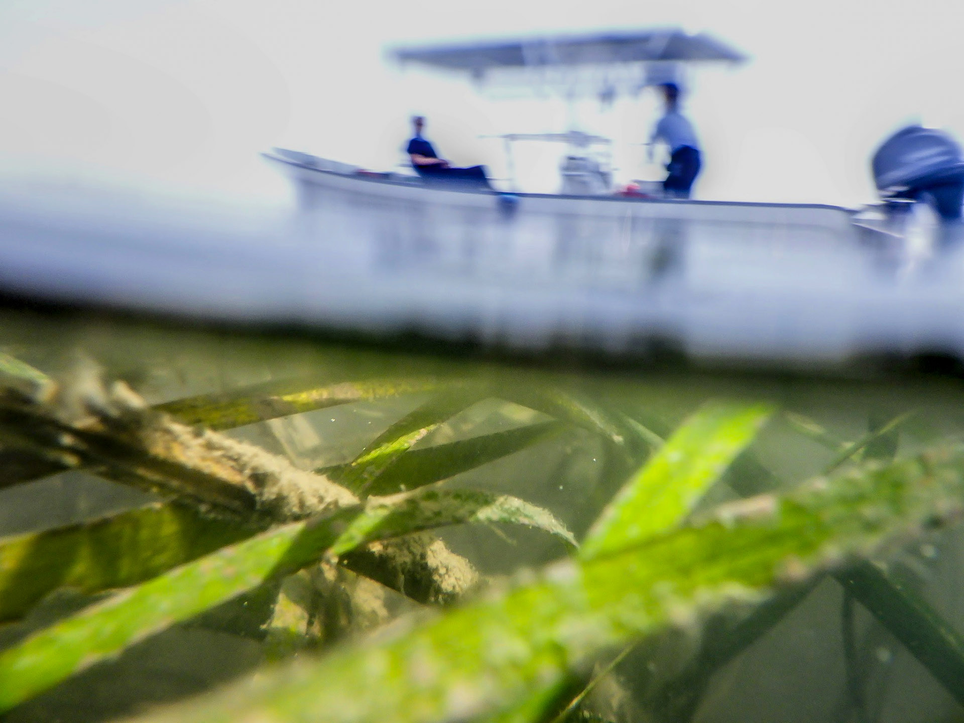 A unique perspective of members of the Submerged Aquatics Vegetation Program conducting field work. SAV provides critical habitat supporting ecosystems and fisheries, and it serves as an indicator of overall Bay health. Photo by Alyson Hall