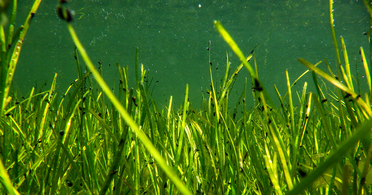 Bay grasses see record gains in salty waters, offset by losses in 