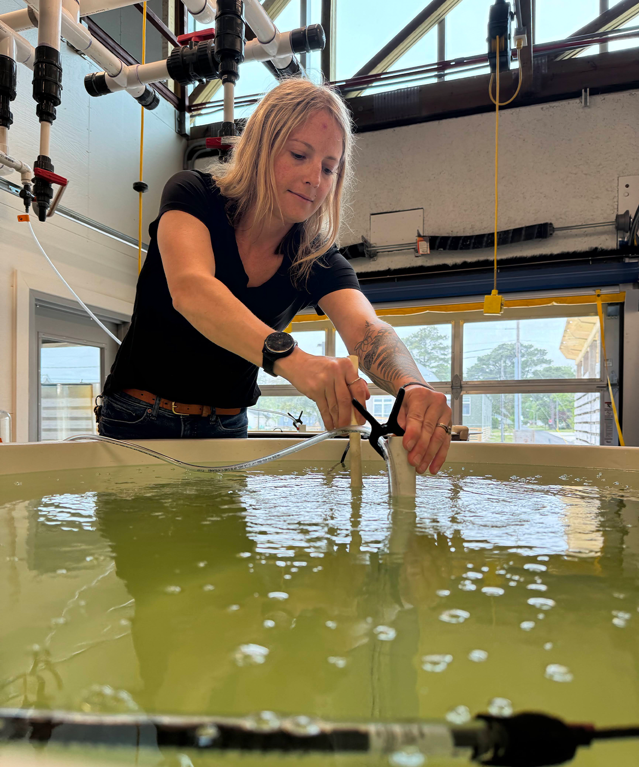 VIMS ESL Hatchery Manager Reba Turner Smith creates ideal conditions to catalyze scallop spawning. Photo by Darian Kelley.