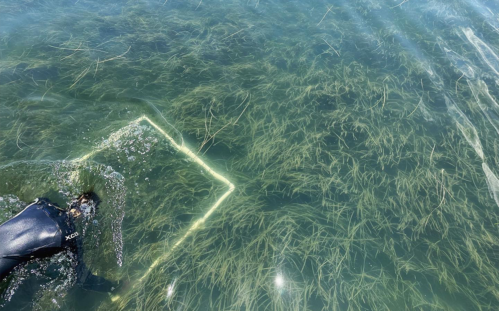 Scientists scour eelgrass meadows for scallops during the annual survey. Photo by Reba Turner Smith.