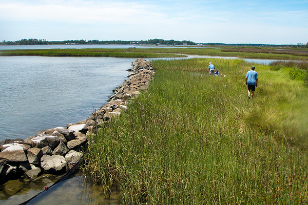 living shoreline thumbnail