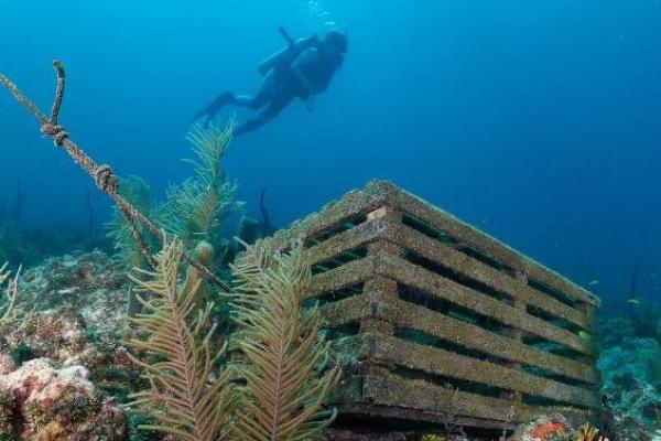 TRAP Year 2 Thumbnail Photo