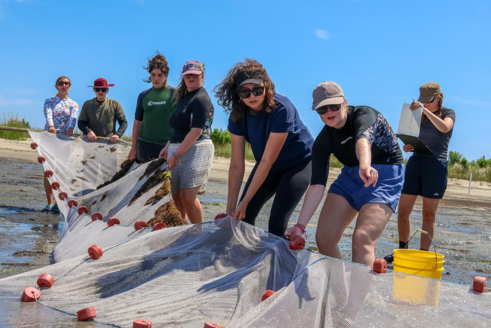 Bangor University instructor Charlotte Colvin helps students pull in seine net on Cedar Island beach.