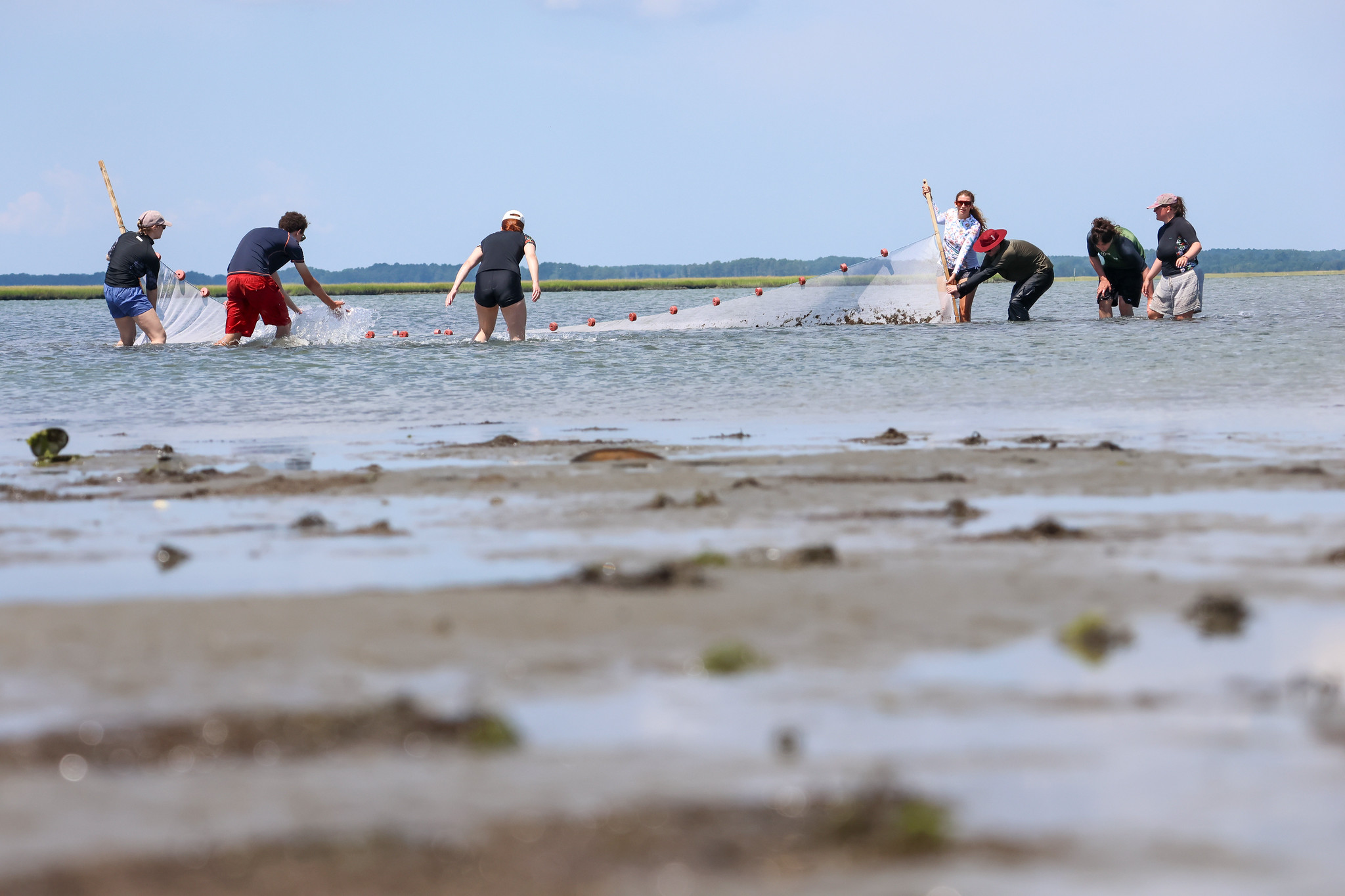 Bangor University students fish with a seine net in the water off Cedar Island beach.