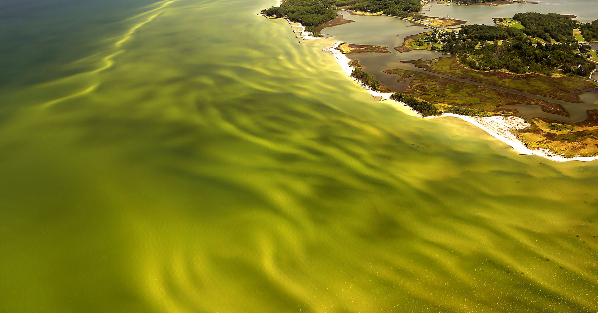 A harmful algal bloom (HAB) near Fleets Island, Virginia. Using Batten School & VIMS tools such as the Chesapeake Bay Environmental Forecasting System, users can access five-day forecasts of HABs and other water-quality conditions for personal and commercial planning. Photo by Wolfgang Vogelbein.