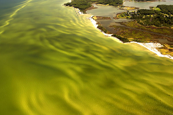 A harmful algal bloom (HAB) near Fleets Island, Virginia.