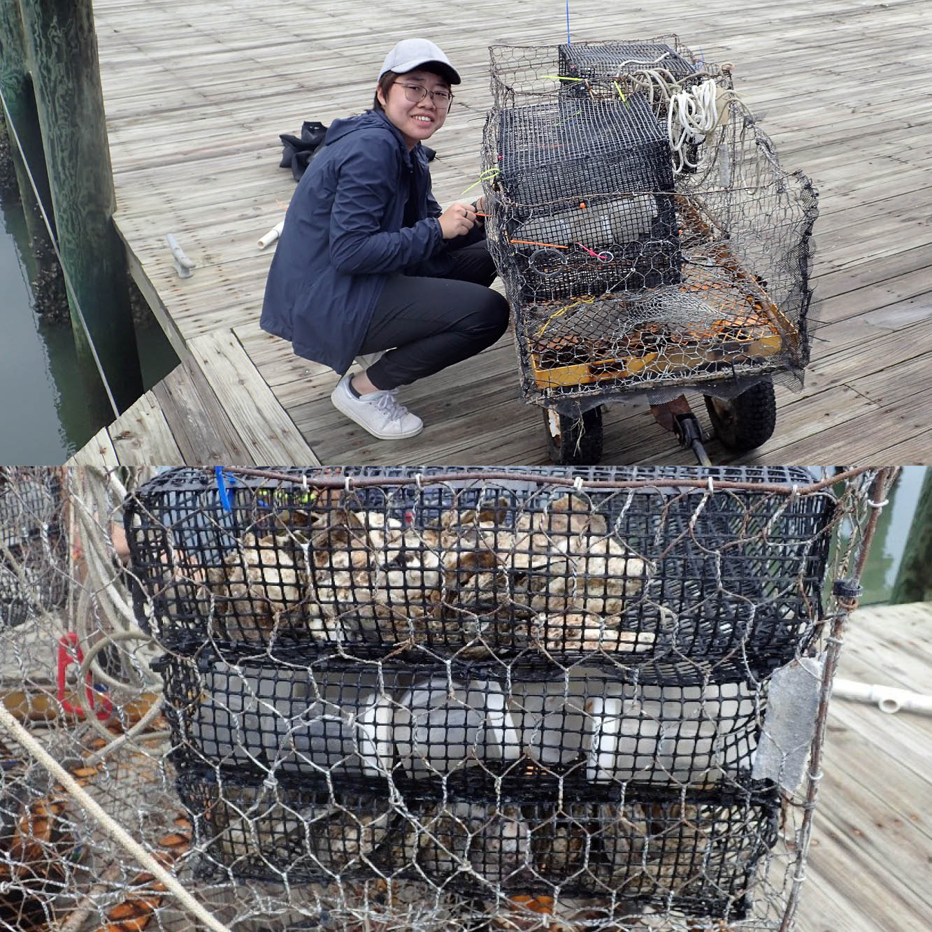 Top: Lead author Xuqing Chen about to deploy crabs from the control group. Bottom: A close up of a cage from the experimental group showing containers with juvenile crabs sandwiched between oysters. Photos by Jeffrey Shields. 