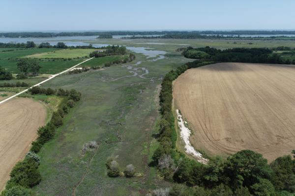 Aerial view of a tidal marsh winding between two farm fields on Maryland's Eastern Shore, with a white salt patch visible on the right-hand field and a line of trees marking a levee between the marsh and farmland.