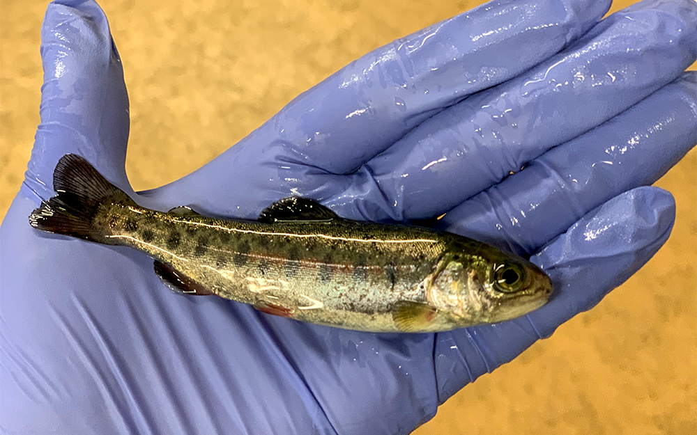 A juvenile rainbow trout. Photo provided by Meredith Evans Seeley.