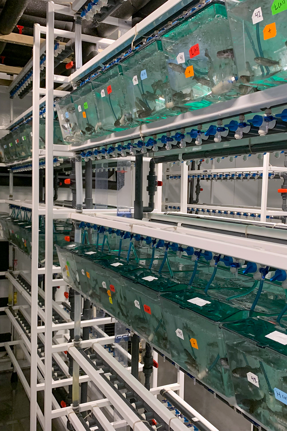 Tanks containing juvenile rainbow trout. Photo provided by Meredith Evans Seeley.