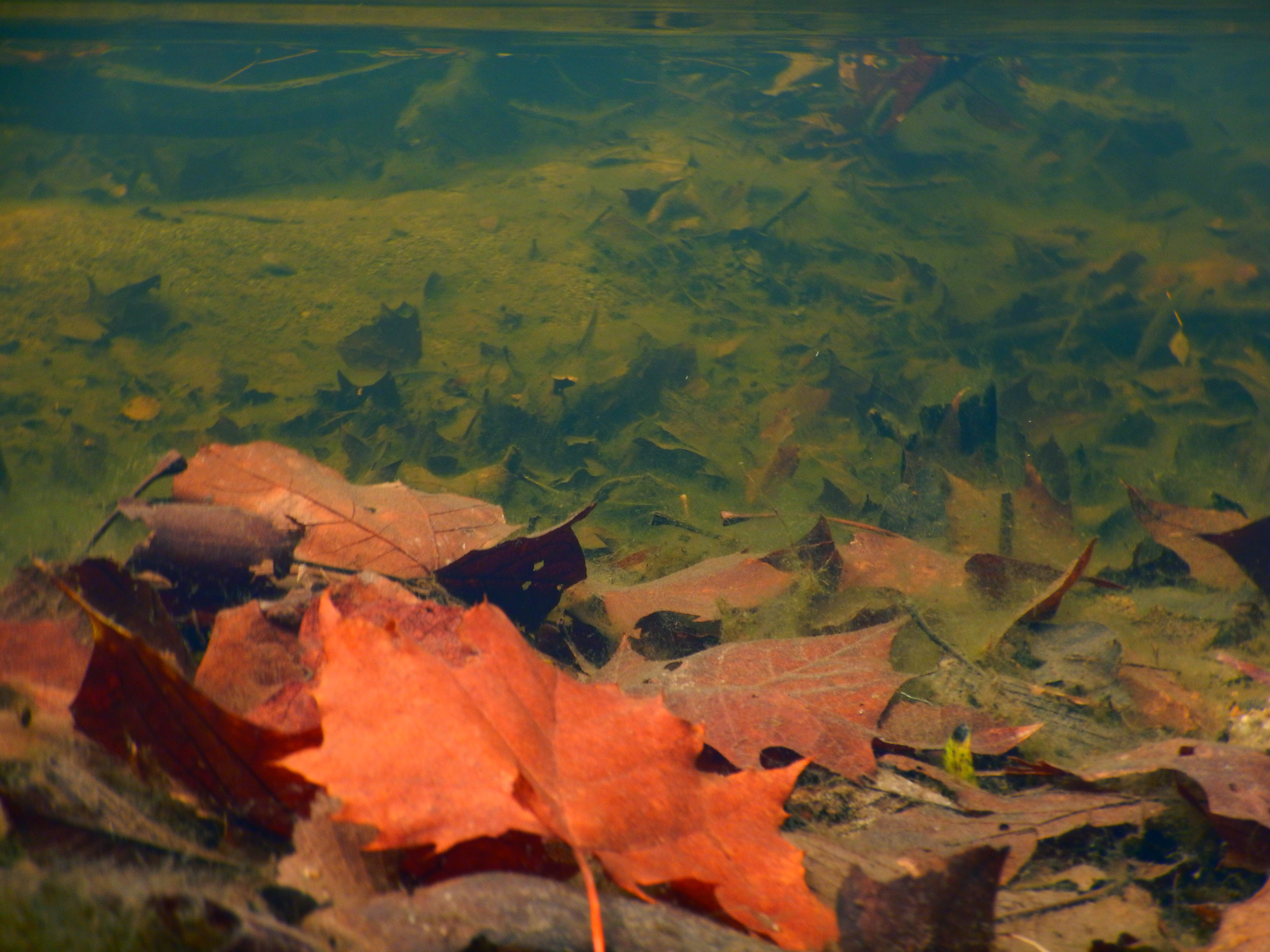 Fallen leaves rest on a streambed, where leaf litter can provide food and habitat for aquatic organisms.