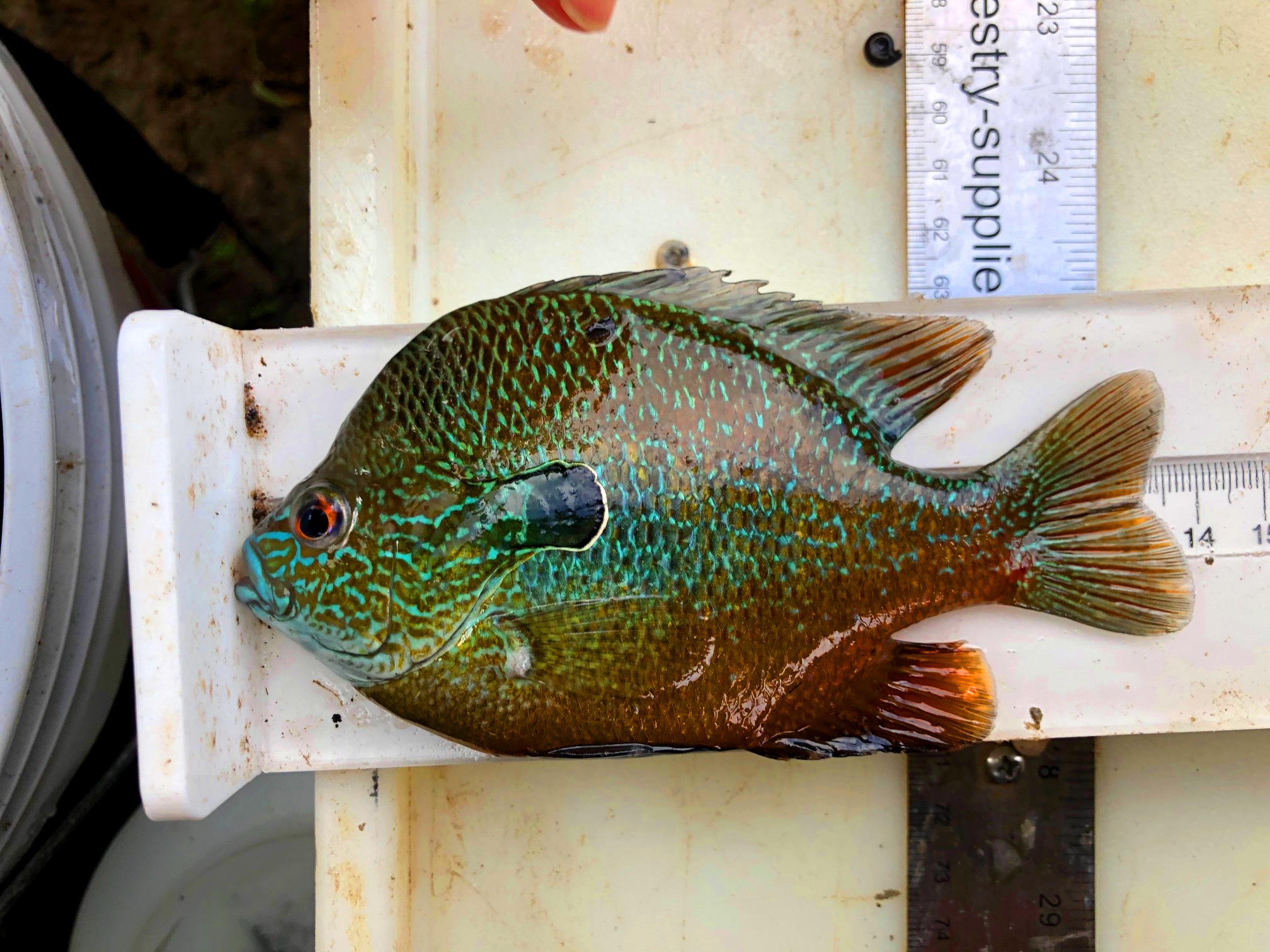 Sunfish is measured during field sampling.