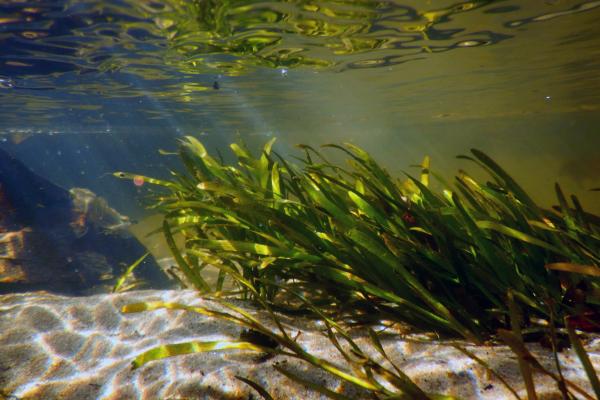 Macrophytes