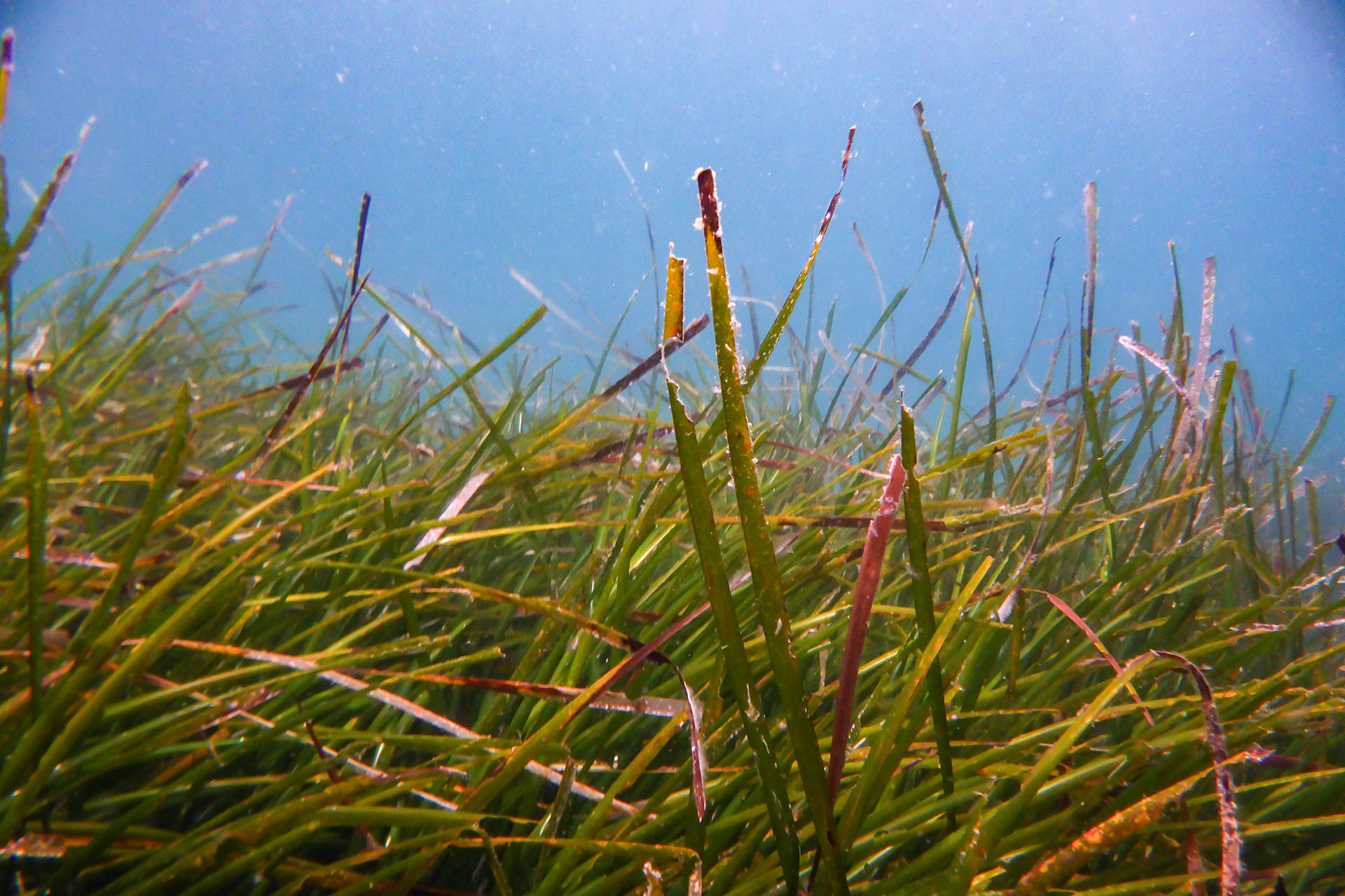 Seagrass such as this eelgrass meadow provides foundational habitat supporting many species in the Chesapeake Bay. Photo by Alyson Hall.