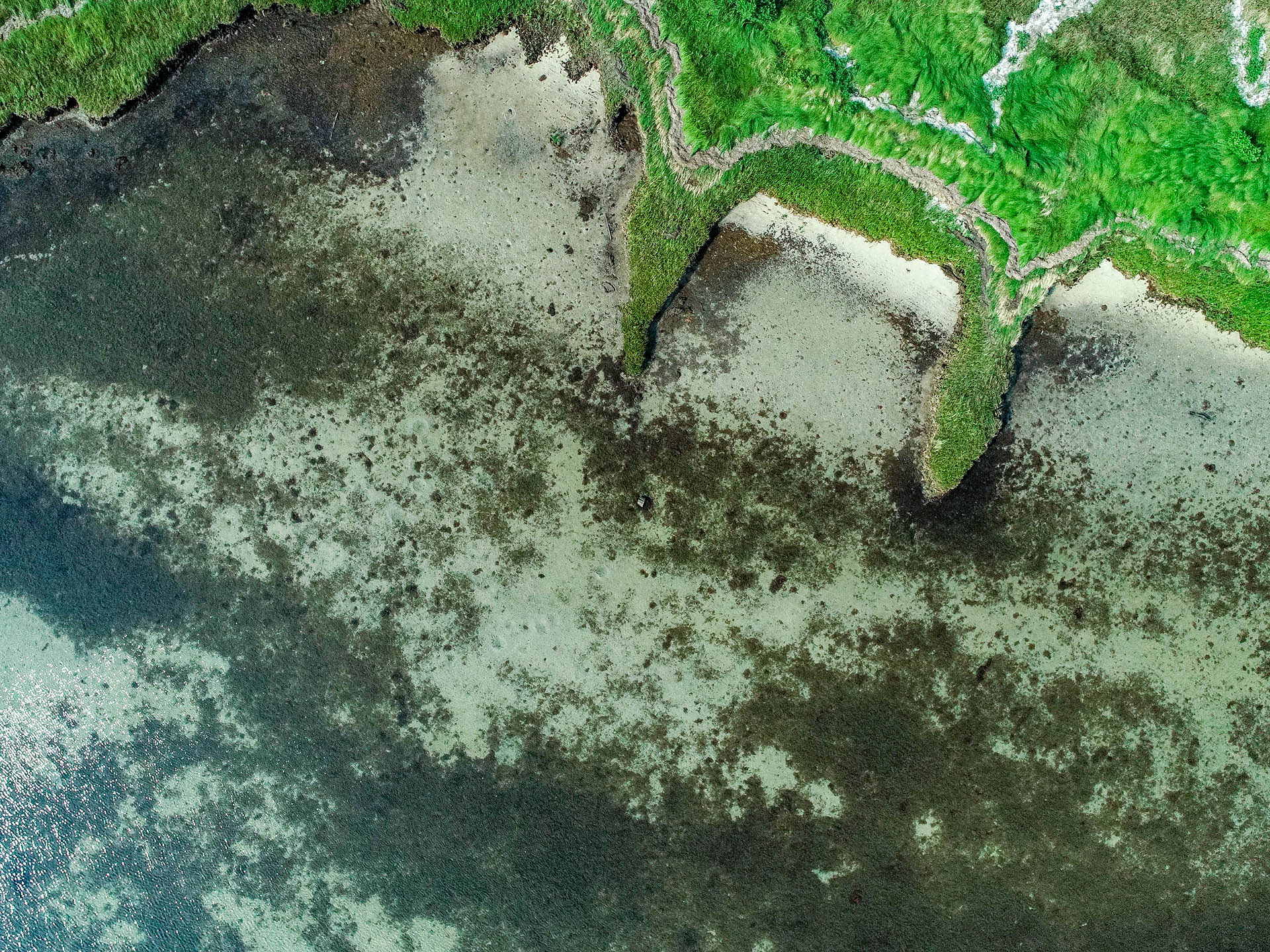 Submerged aquatic vegetation near the coast in Browns Bay. Photo by Mickie Edwards.