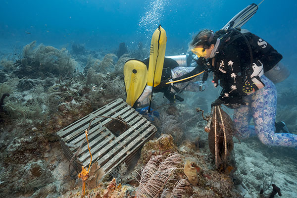 Divers with National Marine Sanctuary work to retrieve a derelict lobster trap in the Florida Keys. 