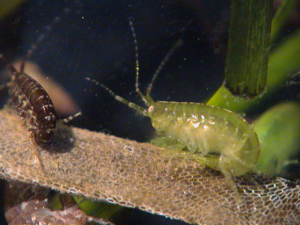 Diverse estuarine herbivores (amphipod crustaceans) more effectively graze nuisance algae in seagrass beds. Photo courtesy of Emmett Duffy.