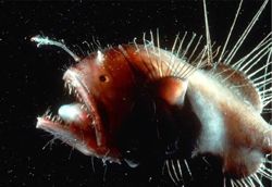 The real deal. A deep-sea anglerfish with bioluminescent lure. © Bruce Robison/Corliss.